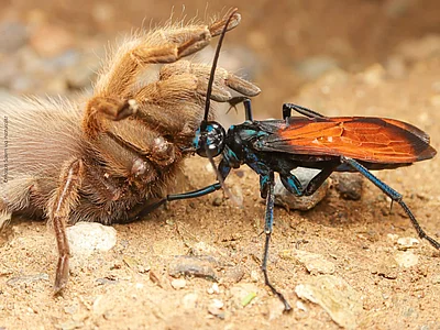 eine blauschwarz feinfliedrige große Wespe zeiht eine gelähmte sandfarbene Tarantulaspinne durch die Steppe in Arizona.