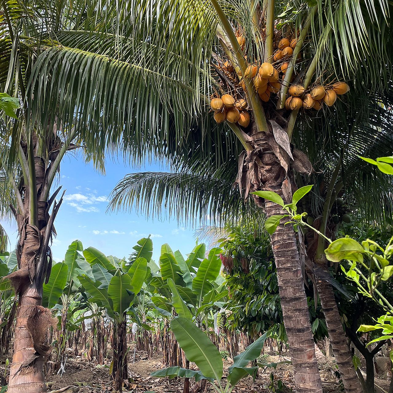 Agroforst Banane, Kakao und Kokosnuss.