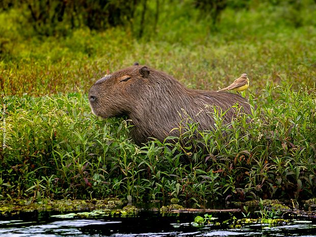 Ein Capybara am Ufer