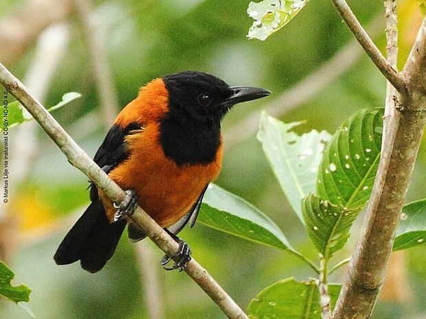 Ein amselgroßer Vogel mit einem orangenen Körper und Nacken, einem schwarzen Gesicht und schwarzen Schwingen und Schwanzfedern.