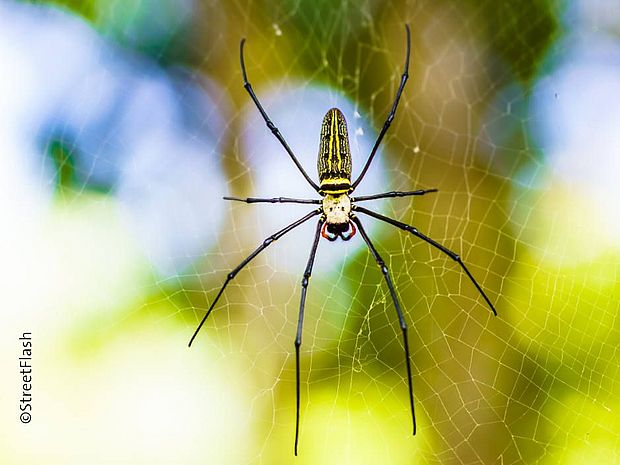 Die goldene Seidenspinne wartet auf Beute, die sich im Netzt verfängt ©StreetFlash