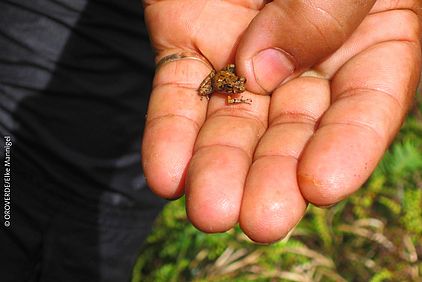 Das Monte-Iberia-Fröschchen (Eleutherodactylus iberia) ist endemisch auf Kuba und eine der kleinsten Froscharten auf dem Planet. ©OroVerde/E.Mannigel