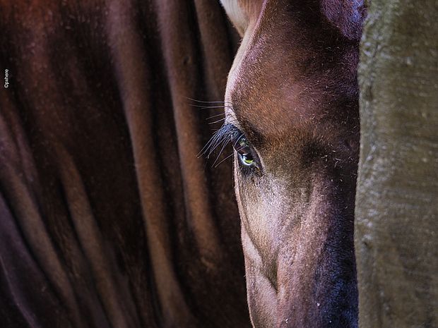 Okapi-Kälber müssen sich gut vor Fressfeinden verstecken. ©Pxhere