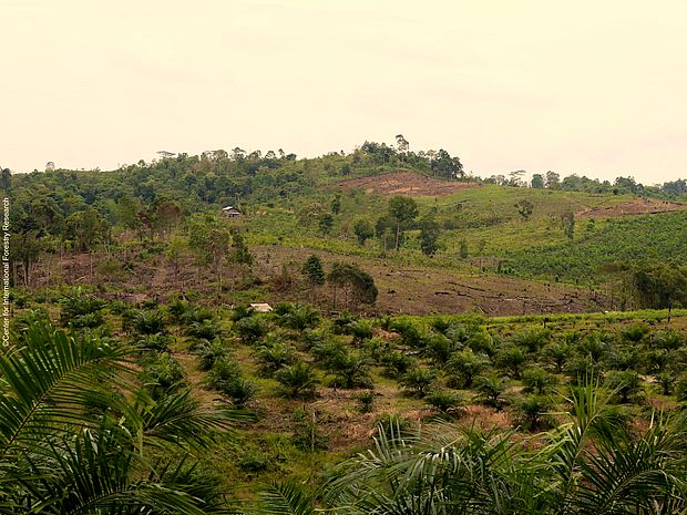 Eine Palmölplantage auf einem gerodeten Stück Regenwald ®Center for International Forestry Research