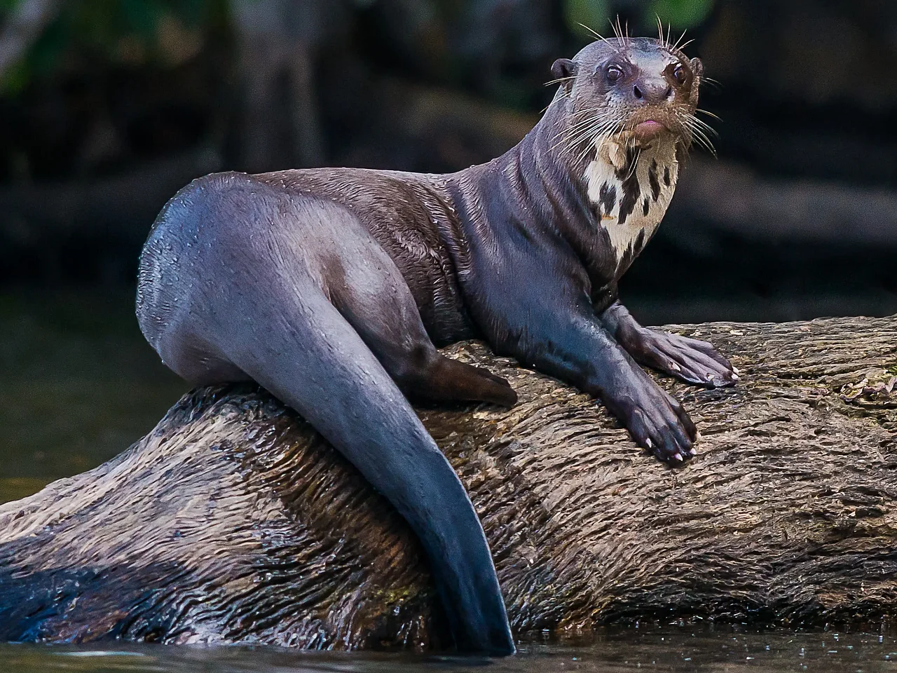 Aufnahme eines Riesenotters, der lässig auf einem Baumstamm im Wasser sitzt.