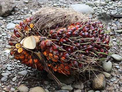 Palmöl und der Regenwald: Palmfrucht