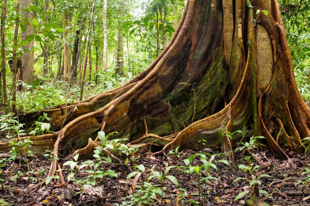 Mächtiger alter  Baumstamm im Regenwald