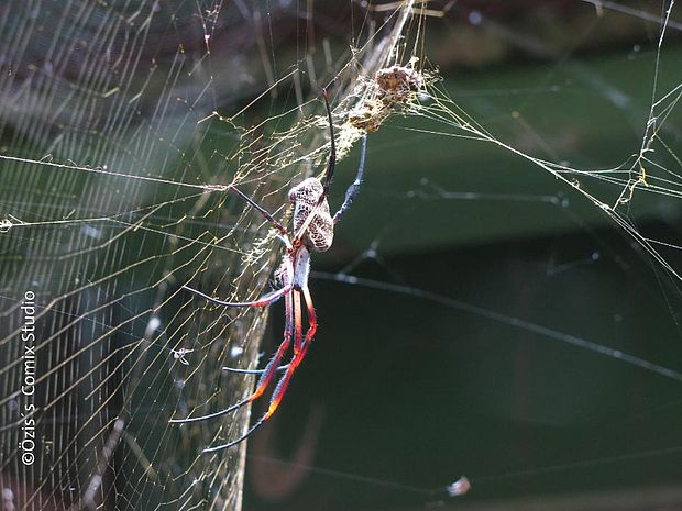 Weiße Spinne mit roten Beinen lauert im Netz. ©Özi's Comix Studio