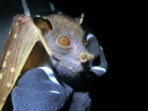 Robinson Röhrennasenflughund bei Nacht.© Anita Freudmann