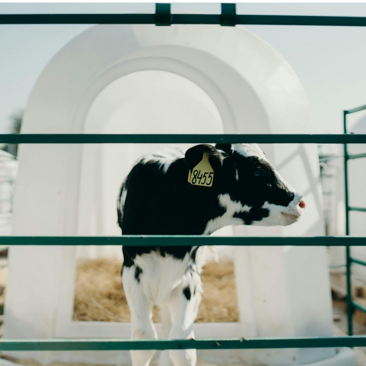 Ein Kalb in der Milchindustrie