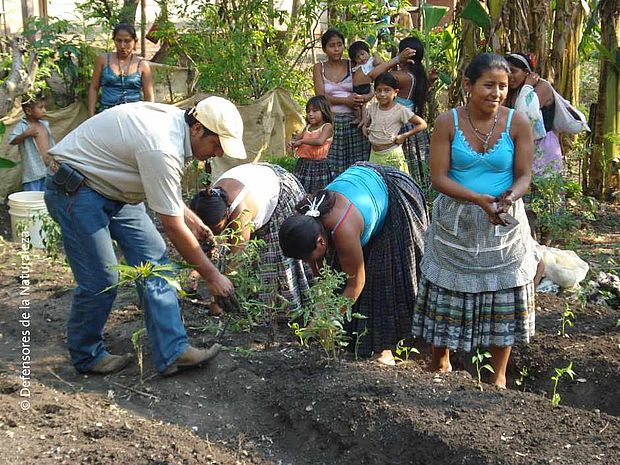 Waldgarten in Guatemala ©FDN