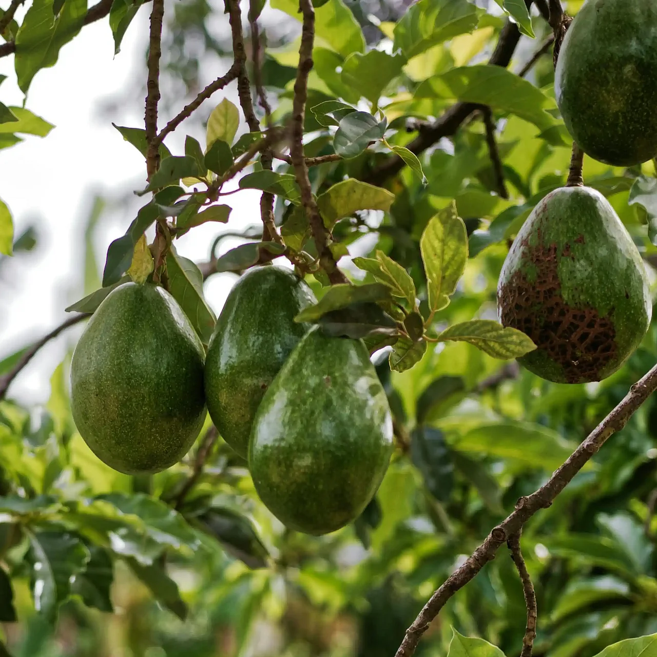 Avocados am Strauch 