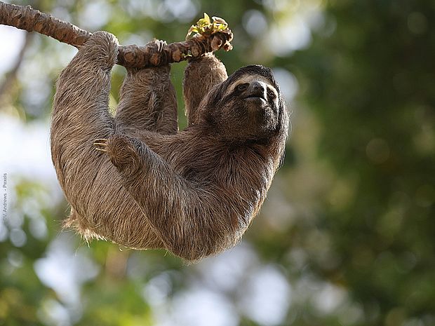 Ein Faultier an einem Ast.