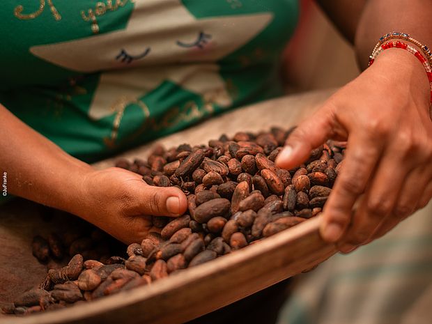 Getrocknete Kakaobohnen 