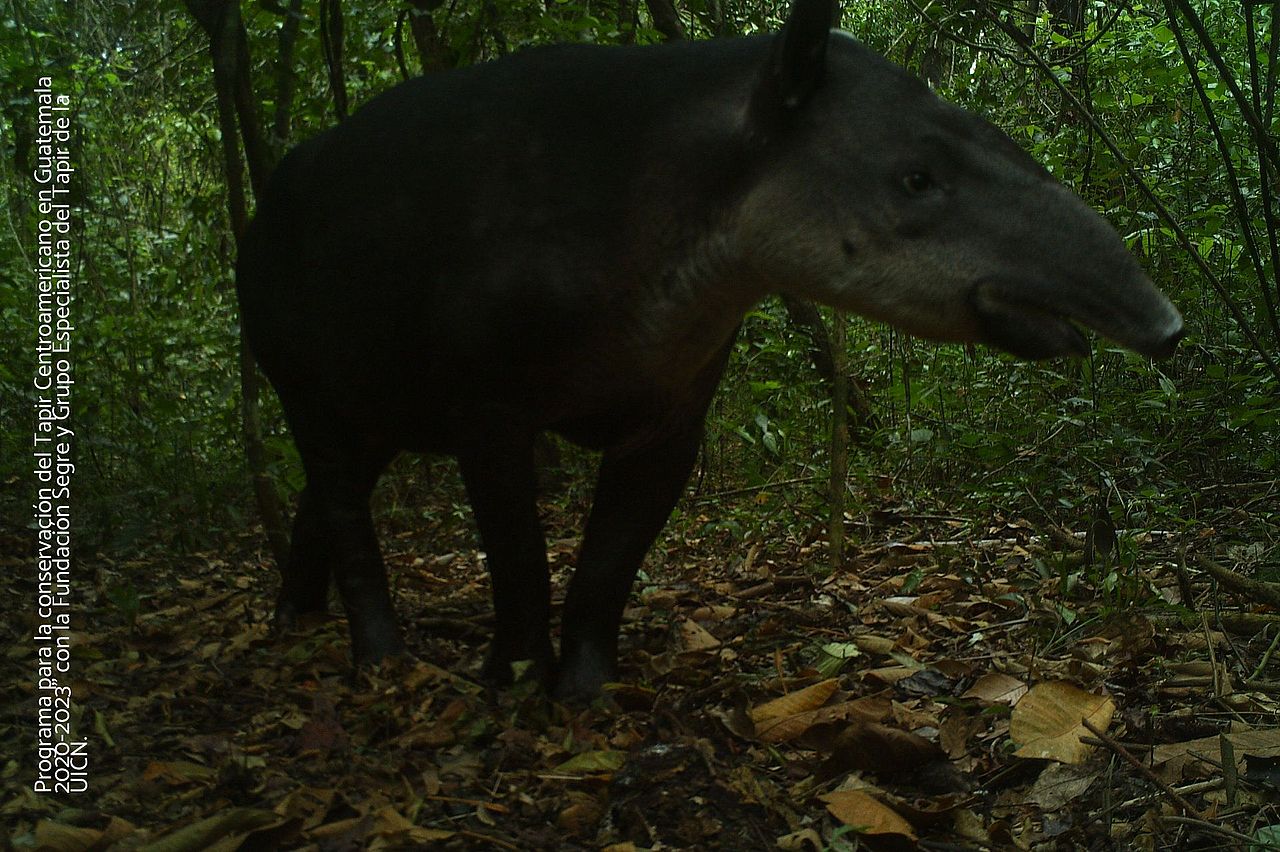 Tropenwaldschutz ist Tapirschutz