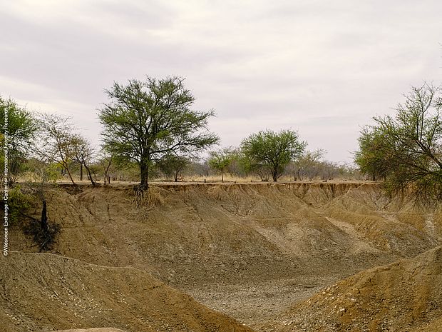 Ein ausgetrockneter Fluss im Trockenwald in Burkina Faso.