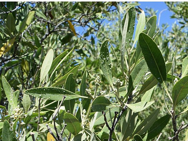  Manche Mangrovenarten sondern das überschüssige Salz durch bestimmte Salzdrüsen an ihren Blättern ab.© OroVerde / Laura Krings