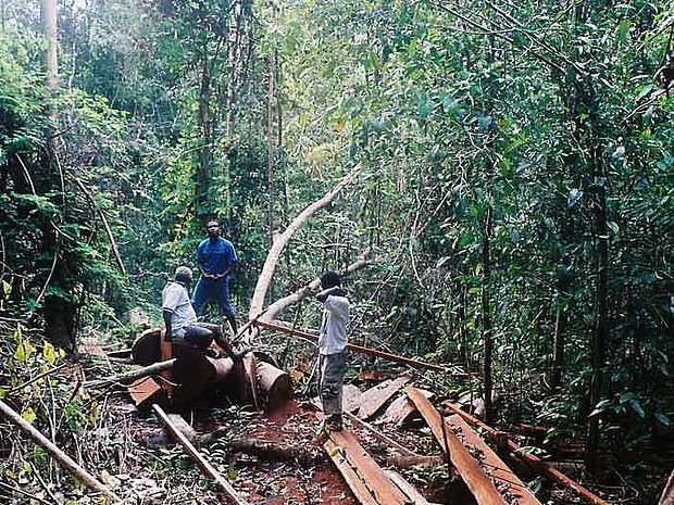 Holzeinschlag in den Tropen entspricht zumeist keiner nachhaltigen Holzgewinnung.