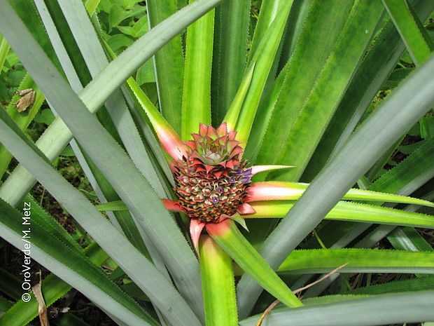 Die junge Ananaspflanze (Ananas comosus) ist ein unterschätztes Heilmittel gegen häufige Krankheiten©OroVerde/M. Metz
