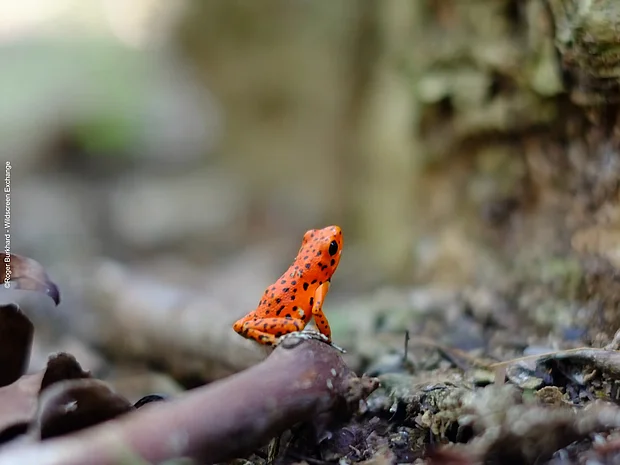 Erdbeerfröschchen (Oophaga pumilio), das für seine leuchtend rote Warnfarbe bekannt ist