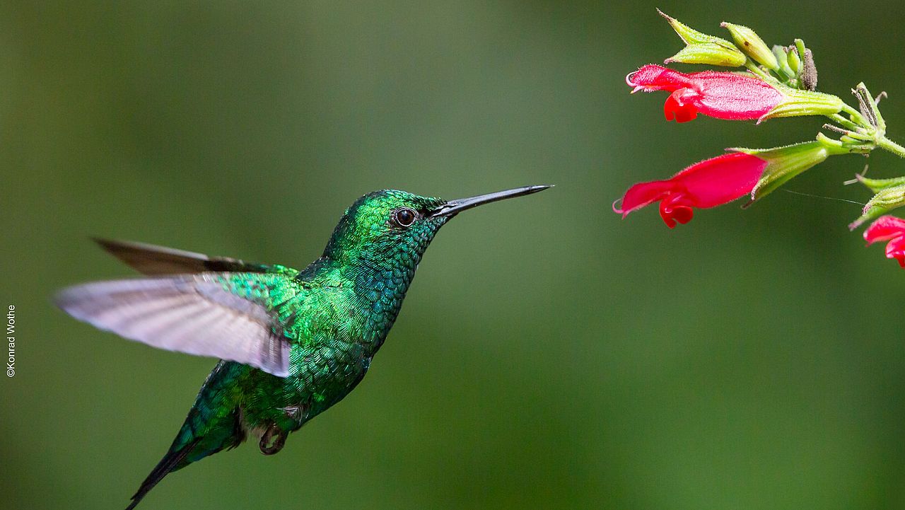 Kolibri im Regenwald