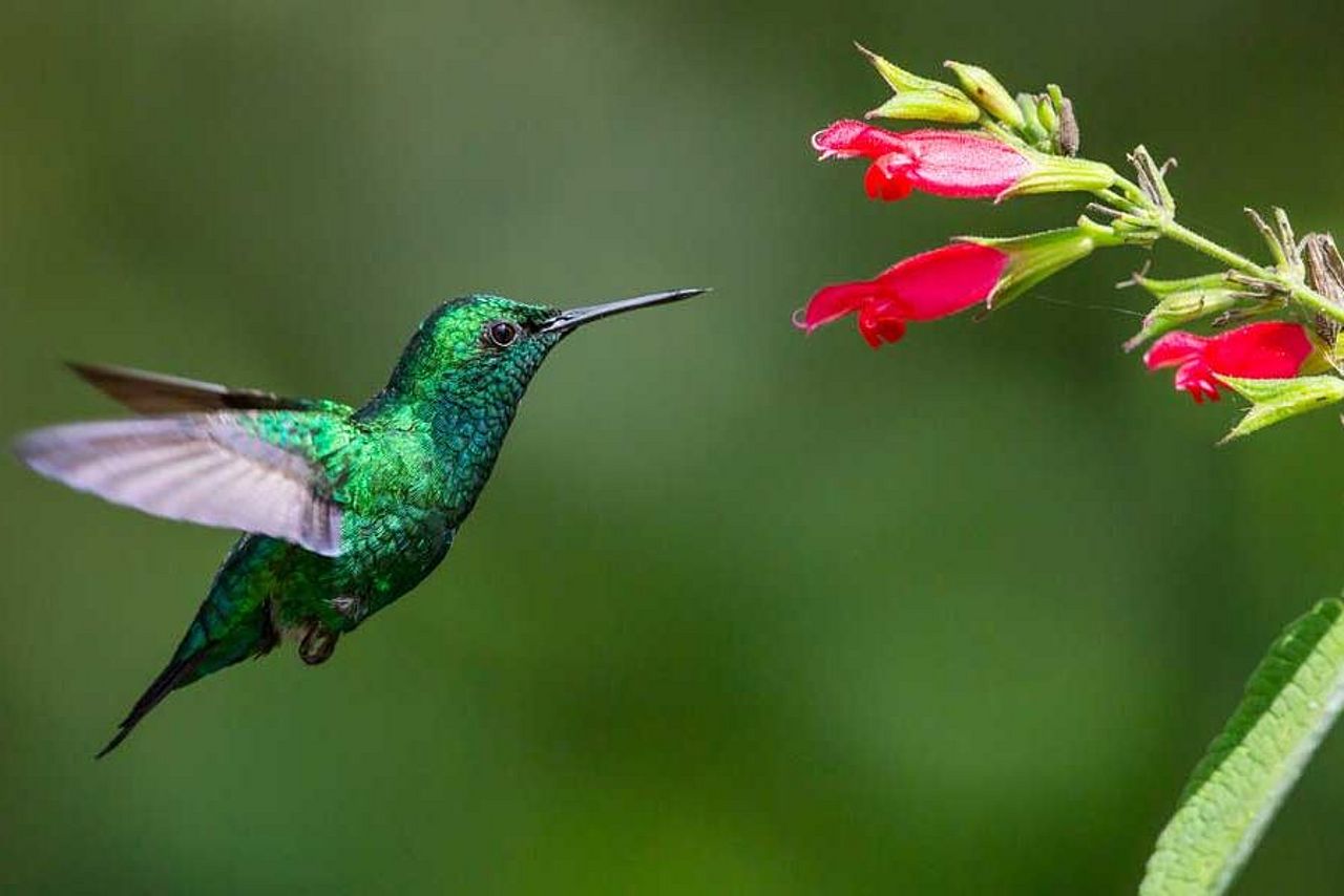 Kolibri ©Konrad Wothe