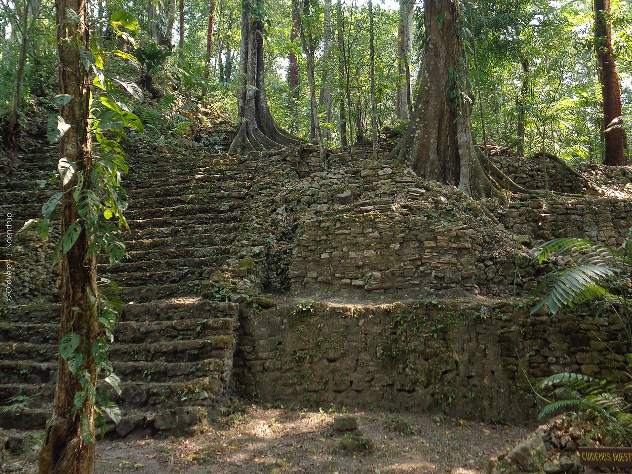 Die Ruinen von Piedras Negras im Wald.