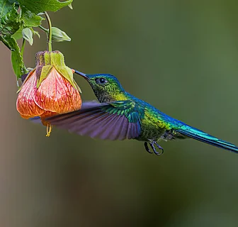 Prachtvoller Kolibri an kleiner Pflanze ©Zdenek Machacek via Unsplash+