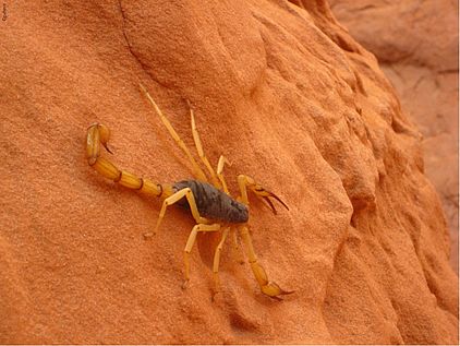 Mit kleinen Pinzettenschere und einem dicken Giftstachel ist dieser Skorpion wahrscheinlich gefährlich.