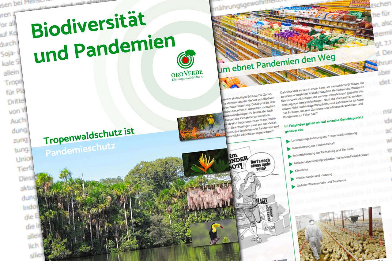 Hintergrundpapier zur Biodiversität und Pandemien