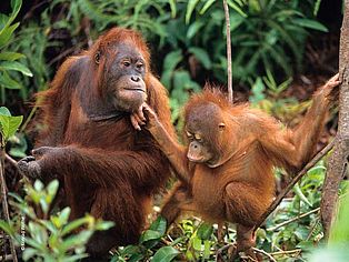 Die Orang-Utan-Mama mit Kind verliert wegen der Palmölproduktion ihren Lebensraum. ©Konrad Wothe