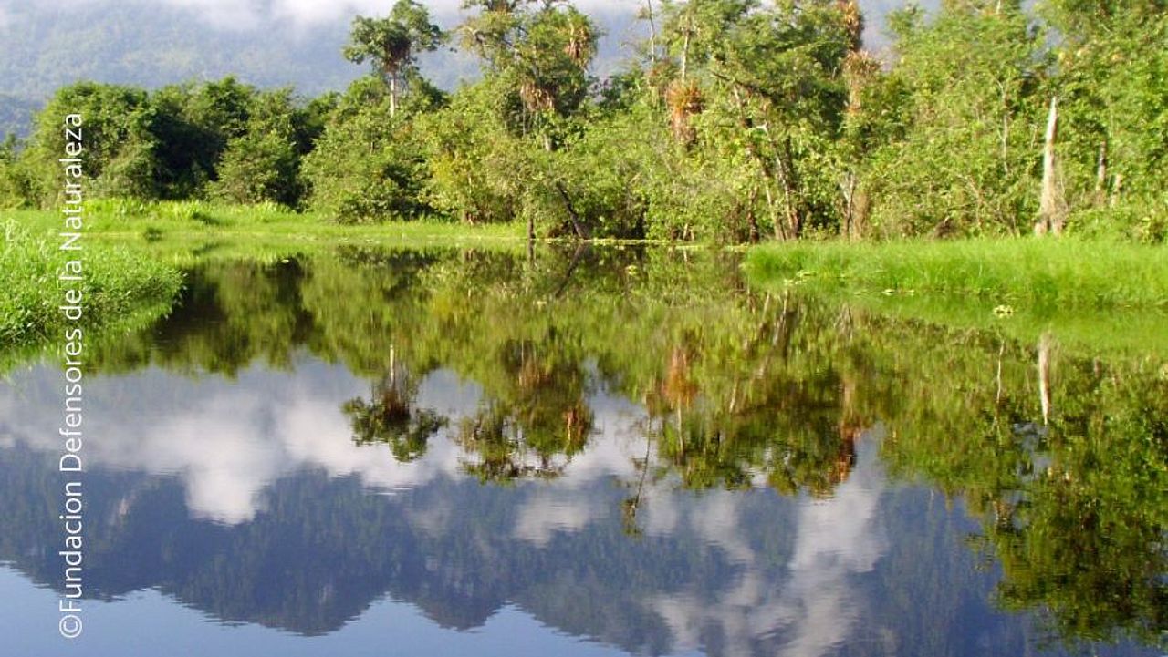 Where water and forest meet, the delicate interdependencies between ecosystems become especially clear. © Defensores de la Naturaleza