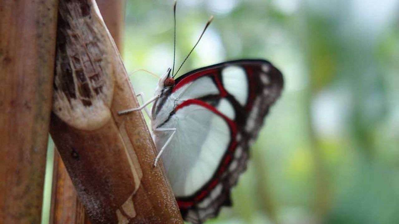 Schmetterling im Regenwald von Venezuela ©OroVerde