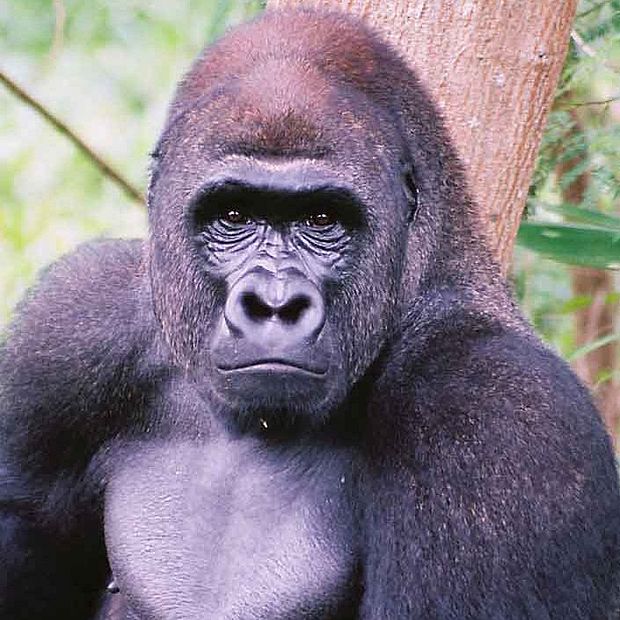 Coltan zerstört den Lebensraum des Gorillas ©OroVerde - E. Mannigel