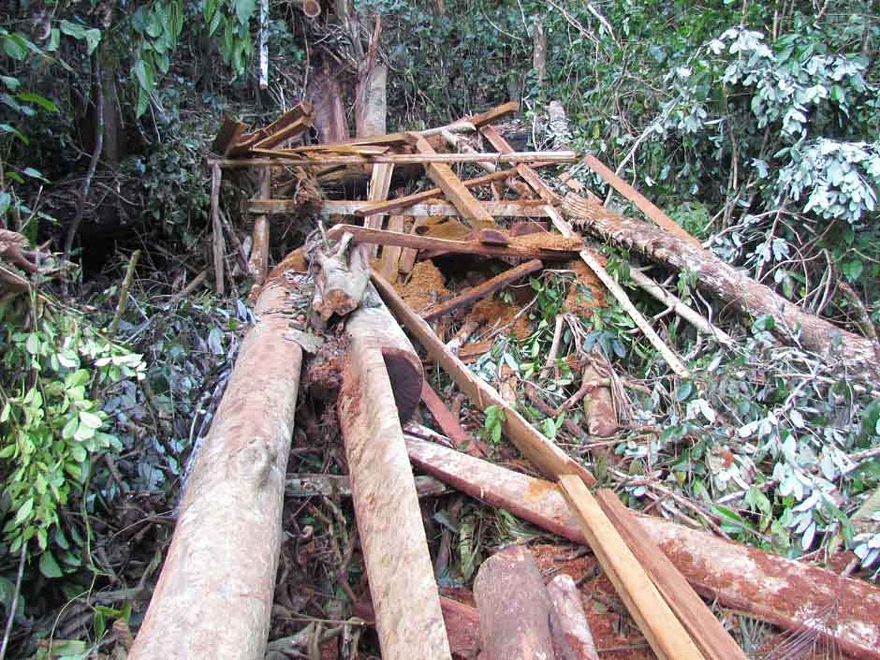 Regenwaldzerstörung am Amazonas nimmt ungeahntes Ausmass an. ©OroVerde
