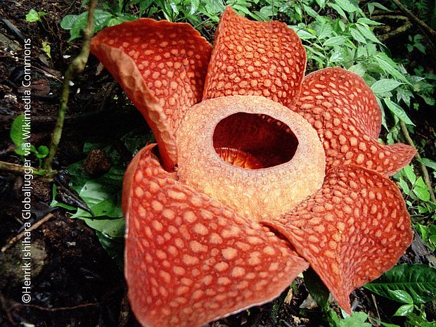 Die Rafflesien haben die größten Blüten der Welt. ©Henrik Ishikara Globaljugger via Wikimedia