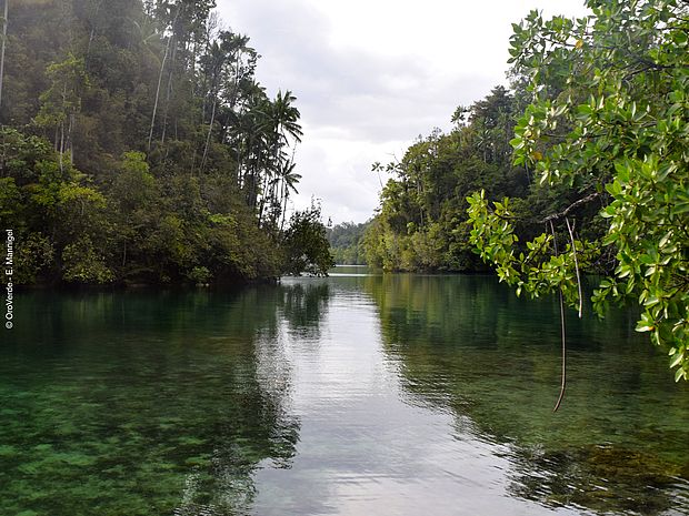 In Indonesien wachsen halbimmergrüne Regenwälder.