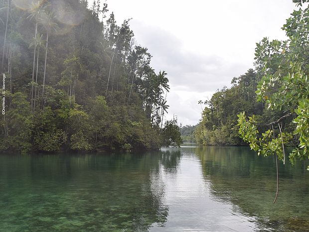 In Indonesien wachsen halbimmergrüne Regenwälder. ©OroVerde - E. Manningel