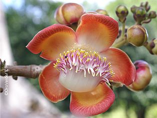 Blüte in Costa Rica