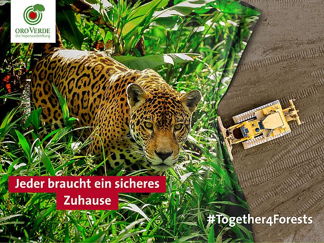 EU-Konsultation zum, Thema entwaldungsfreie Lieferketten startet. Jetzt politisch aktiv werden mit together4forests. #togetherforforests