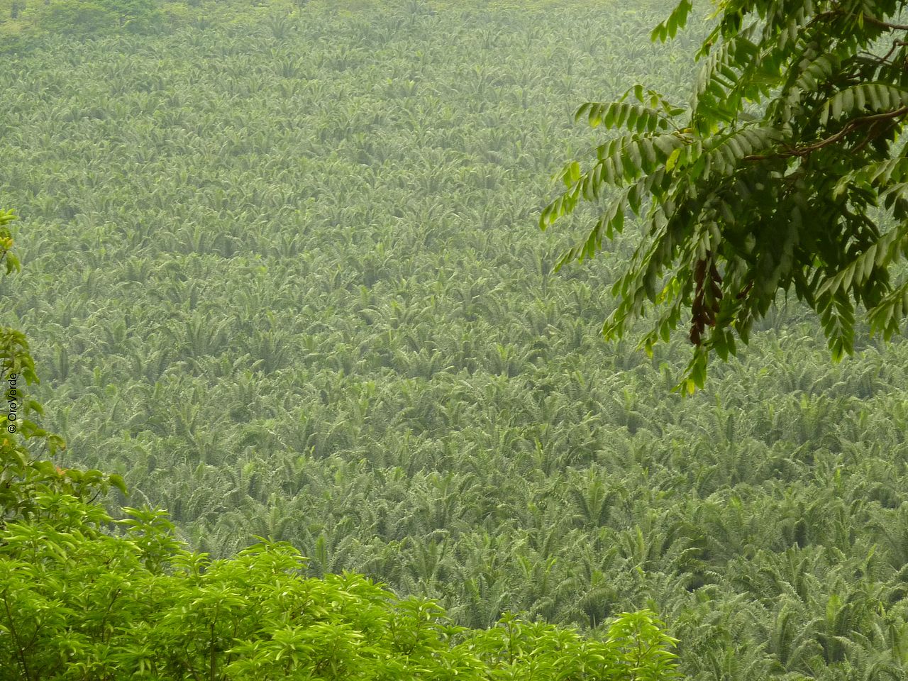 Ölpalmen-Plantage in Guatemala