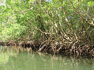 M Rand eeienr Wasserfläche sthen Bäume direkt mit ihren Wurzeln im Wasser.  Es sind Mangrovenbäume.. 