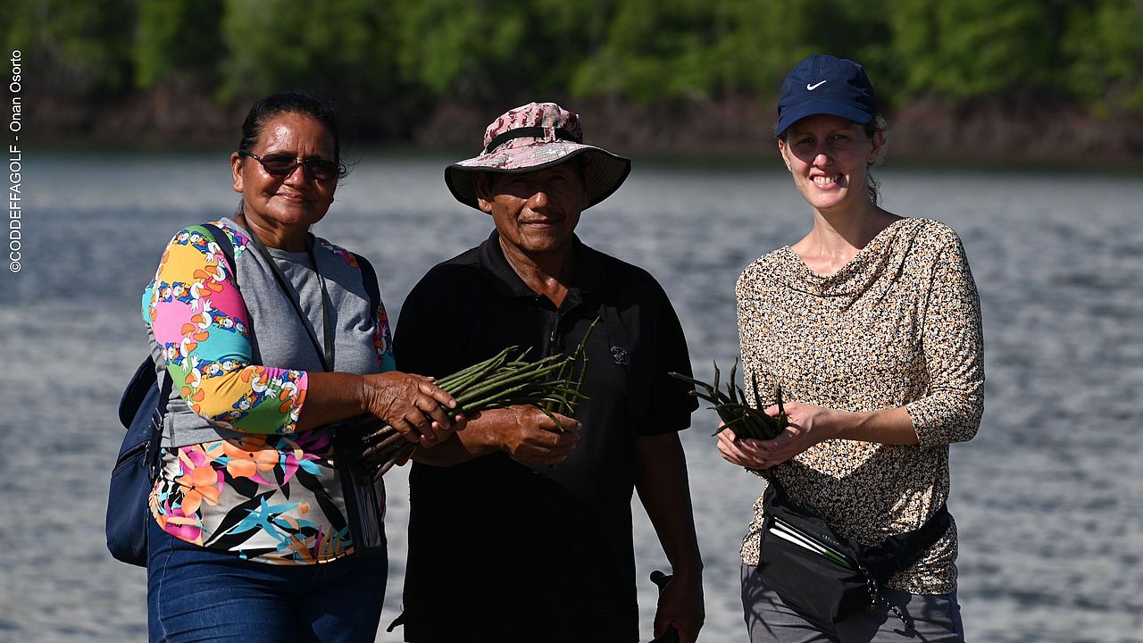 Projektmitarbeitende bei der Mangrovenernte ©CODDEFFAGOLF - Onan Osortho