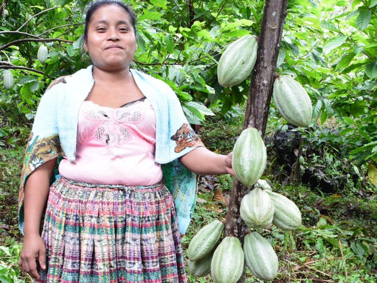 Kakao aus Agroforstsystemen ist eine nachhaltige Ressource. ©OroVerde