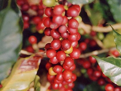 Nutzen des Regenwaldes: Kaffeepflanze aus den Tropen @ OroVerde-Elke Mannigel