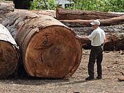 Holzverarbeitung in Guatemala ©OroVerde
