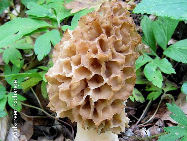 Pilze wie diese Morchel können zum Eigenbedarf gesammelt werden. Zum Waldschutz gehört auch, seine Ressourcen nicht zu überbeanspruchen. ©Richard Beason