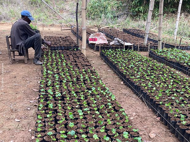 Setzlinge in einer Baumschule im KlimaWald-Projekt in Haiti, vorbereitet für Aufforstung und Agroforst