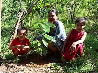 Kakaosetzling in Santa Rosa, Guatemala