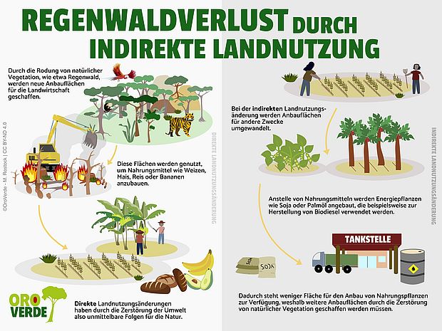 Die Grafik zeigt, wie die Zerstörung des Regenwaldes durch direkte und indirekte Landnutzungsänderung erfolgt, wobei natürliche Flächen für Landwirtschaft und den Anbau von Energiepflanzen wie Soja und Palmöl weichen müssen.